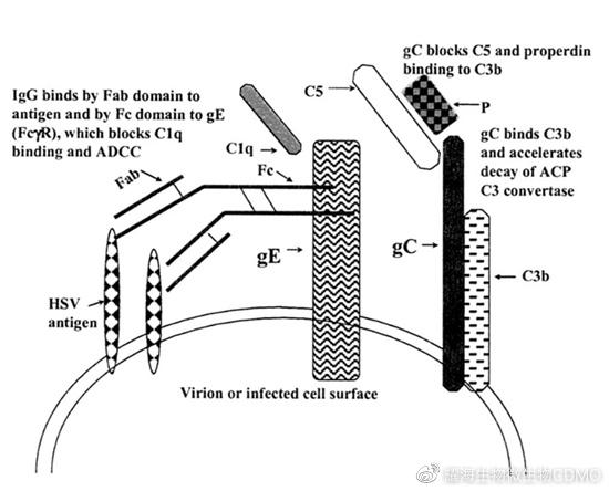 艾美疫苗/百克生物Ⅱ型单纯疱疹病毒mRNA疫苗获批临床试验
